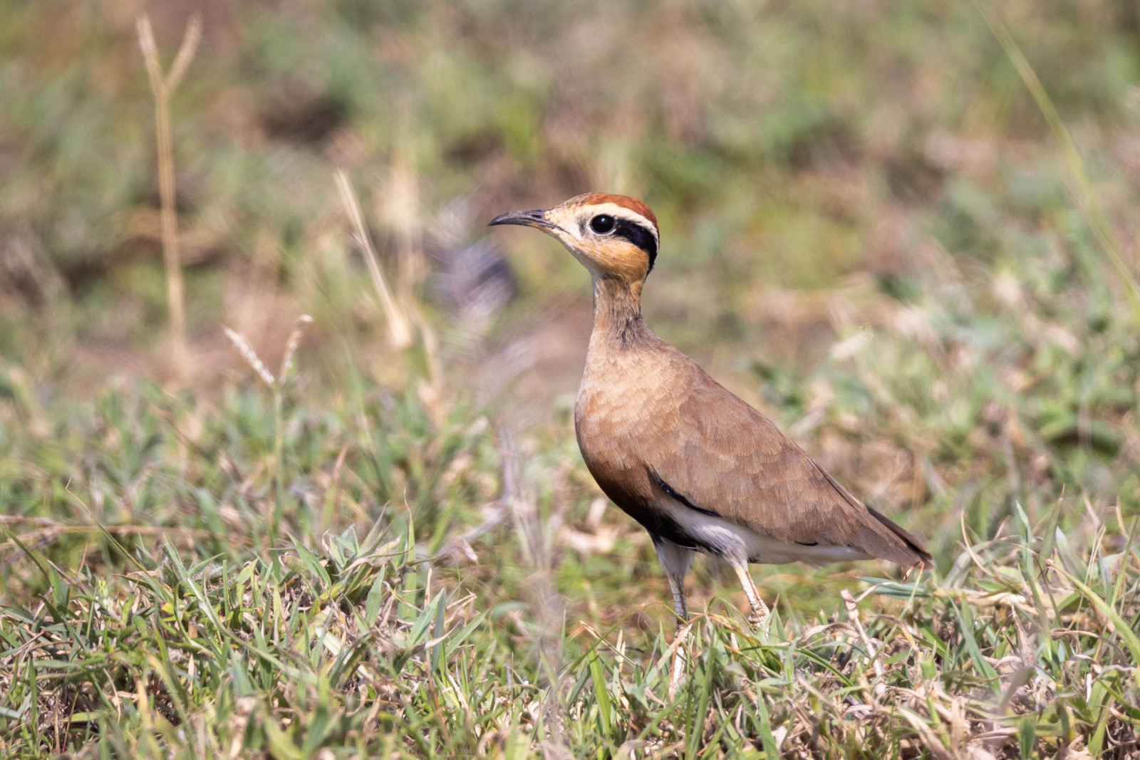 image Temminck's Courser